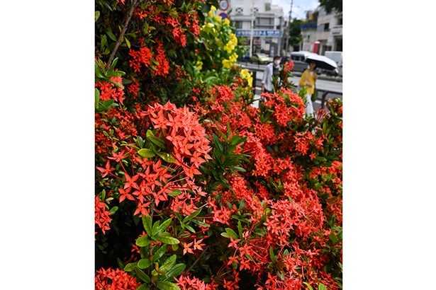 「秋」の始まりだけど…厳しい暑さ続く　花も太陽に負けぬ赤　きょう7日「立秋」　沖縄