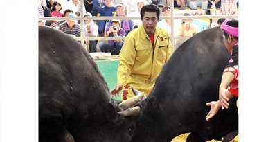 第100回秋の全島大会で沖縄全島一に輝いた古堅モータース☆若力（左）の勢子を務めてヤグイを入れる佐久川政秀さん＝2013年、うるま市石川多目的ドーム