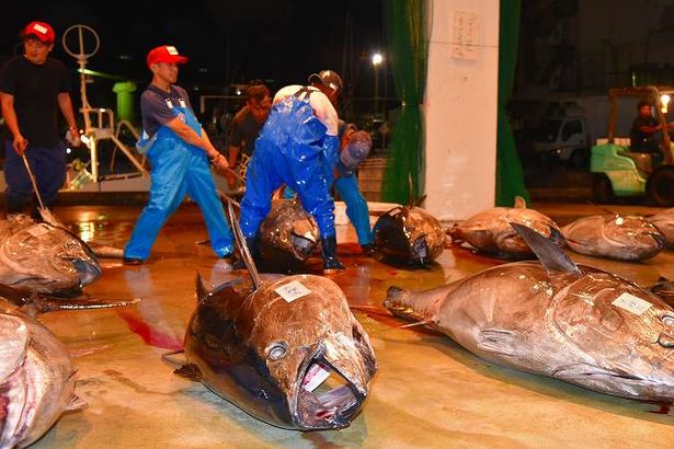 マグロ「採捕停止」期間なのに、200キロの漁獲確認　沖縄で初　県「法令周知を強化」