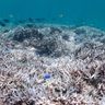 サンゴが真っ白に！　浦添西海岸でサンゴが白化　海中も「暑い」地球温暖化の影響広がる　沖縄【どローカルリポート】