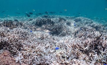 サンゴが真っ白に！　浦添西海岸でサンゴが白化　海中も「暑い」地球温暖化の影響広がる　沖縄【どローカルリポート】