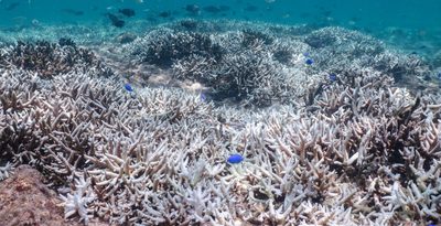 サンゴが真っ白に！　浦添西海岸でサンゴが白化　海中も「暑い」地球温暖化の影響広がる　沖縄【どローカルリポート】