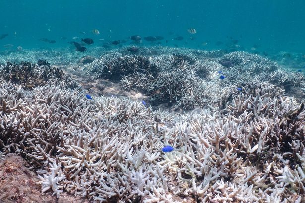 浦添西海岸でサンゴが白化　地球温暖化の影響広がる　沖縄【どローカルリポート】