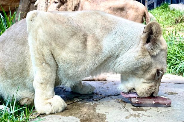 氷漬けの肉ガリガリ！　恒例の「アイスまつり」開催　沖縄こどもの国