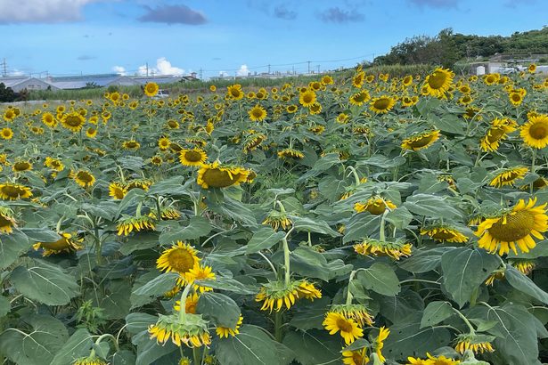 ヒマワリ朝日に向かい　糸満武富の畑で満開