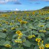 ヒマワリ朝日に向かい　糸満武富の畑で満開