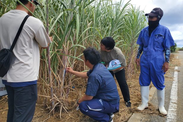 ＥＦポリマー効果確認　多良間、サトウキビ畑で実験