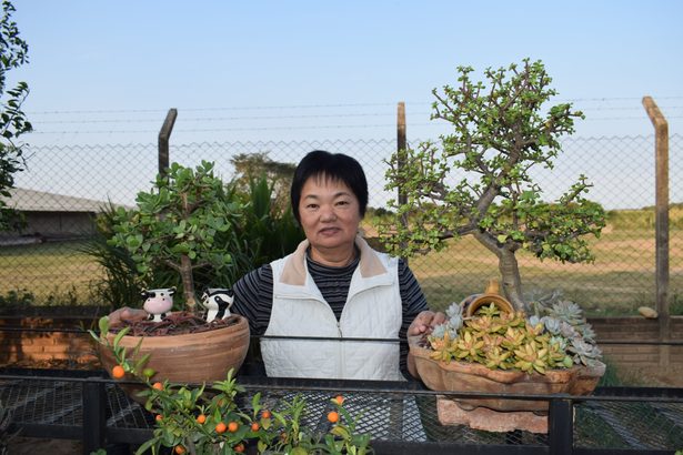 見て育てて　植物が癒やし　幸地徳子さん　文化祭に盆栽出品、注目集め