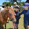 宮古馬に触れ笑顔　親子牧場体験に１５人