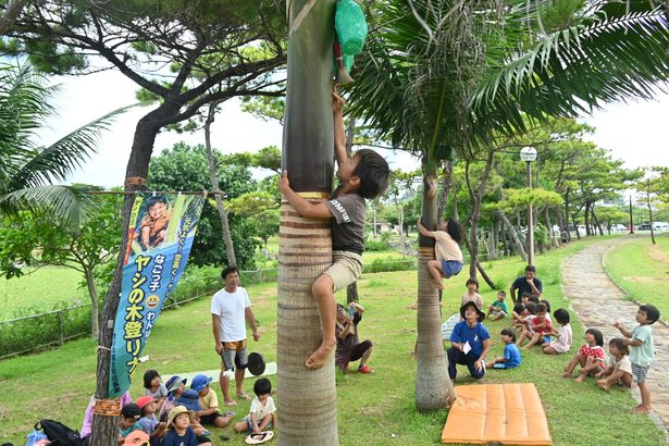 園児がヤシの木登り勝負　名護・２１世紀の森公園