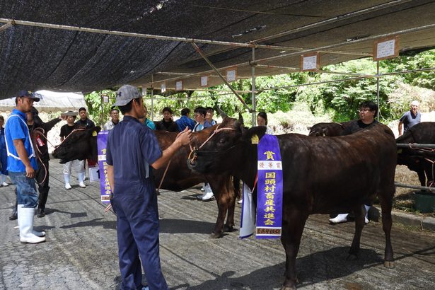 国頭で5年ぶりに「畜産共進会」　肉牛16頭を出品、審査　沖縄