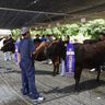 国頭で5年ぶりに「畜産共進会」　肉牛16頭を出品、審査　沖縄