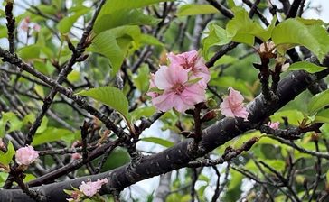 真夏の沖縄で「サクラサク」　キャンパス内の7本が開花　沖縄・名桜大学