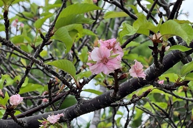 真夏の沖縄で「サクラサク」　キャンパス内の7本が開花　沖縄・名桜大学