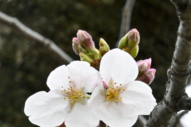 「和」のゲノム残そう　日本にまつわる動植物解析　研究者有志　農作物品種改良　活用も