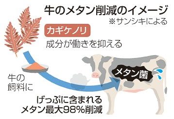 牛げっぷメタン　９８％減　高知大発ベンチャー　藻混ぜた飼料開発