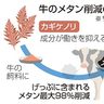 牛げっぷメタン　９８％減　高知大発ベンチャー　藻混ぜた飼料開発