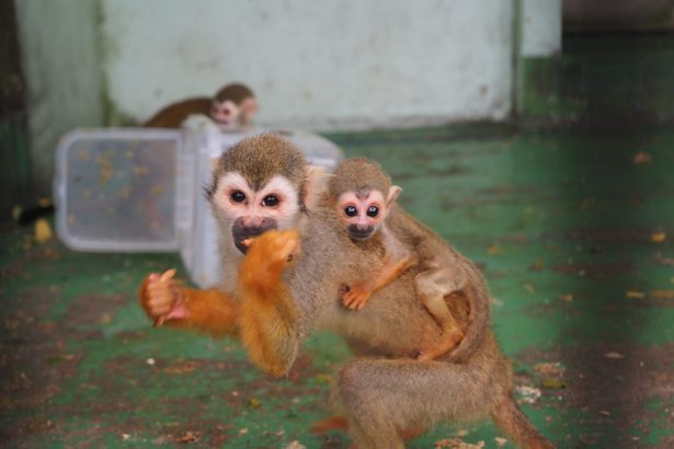 ママにギュッ　コモンリスザルの赤ちゃん、すくすく成長　沖縄こどもの国