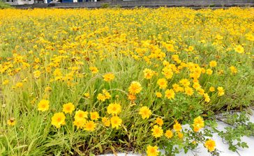 特定外来生物「オオキンケイギク」に注意　駆除根気よく　地方自治体に防除義務なし　住民に対応呼びかけ（愛媛新聞提供～JODパートナー社から～）