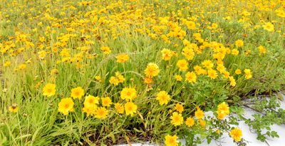 特定外来生物「オオキンケイギク」に注意　駆除根気よく　地方自治体に防除義務なし　住民に対応呼びかけ（愛媛新聞提供～JODパートナー社から～）