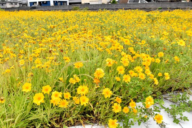 特定外来生物「オオキンケイギク」に注意　駆除根気よく　地方自治体に防除義務なし　住民に対応呼びかけ（愛媛新聞提供～JODパートナー社から～）