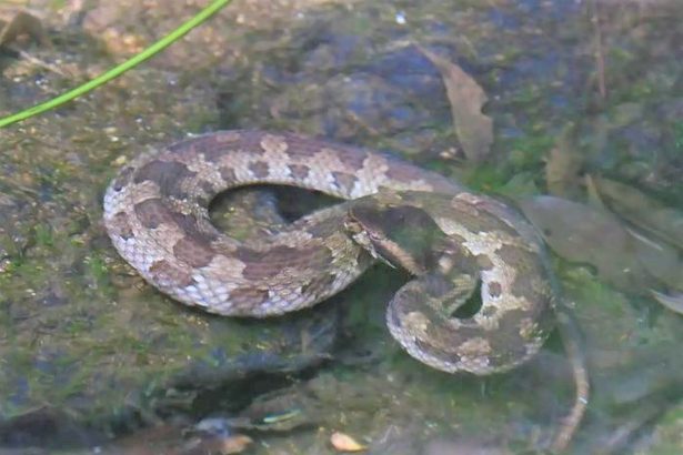 小さな「子ハブ」でも毒　ハブ被害、秋に多発　沖縄県「農作業、草刈り気をつけて」　9～11月、防止運動　