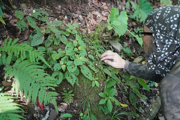 絶滅危惧の「カゴメラン」盗掘か　群生場所から消える　被害は少なくとも20株　沖縄・名護岳