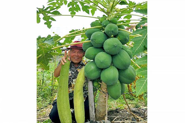 「実がぼんぼん」パパイア鈴なり30個　低木でも力強く　宜野湾　沖縄　