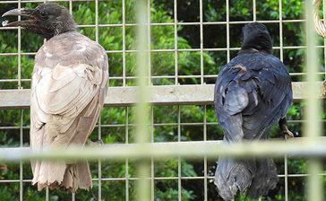 カラス、なぜ茶色？　捕まえた農家びっくり、専門家も「初めて」　国頭村　沖縄