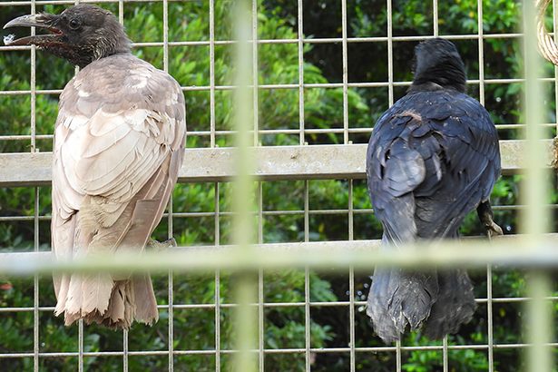 カラス、なぜ茶色？　捕まえた農家びっくり、専門家も「初めて」　国頭村　沖縄