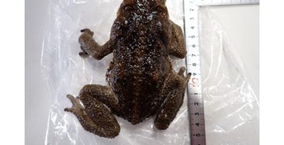 特定外来生物「オオヒキガエル」　本島中部で初確認　「毒液」に注意、沖縄県と環境省が通報呼びかけ