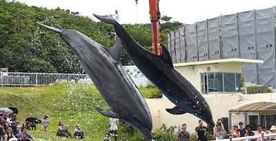 母親のマール（右）とコンビネーションジャンプを成功させるバンドウイルカのハイム＝27日、沖縄美ら海水族館