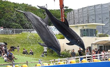 「ハイム」元気にデビュー　美ら海水族館　人工授精の子イルカ　沖縄