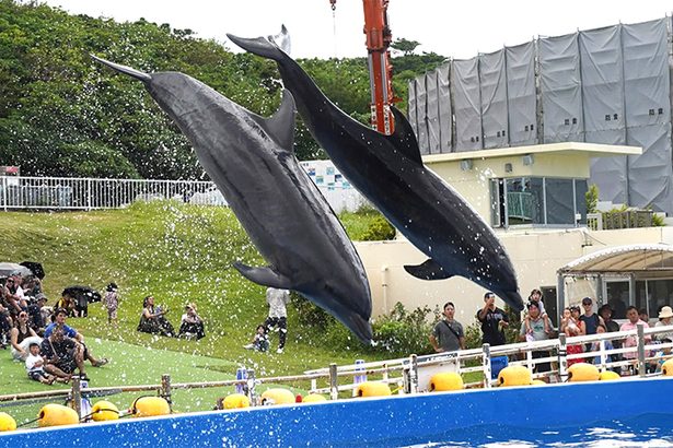 「ハイム」元気にデビュー　美ら海水族館　人工授精の子イルカ　沖縄