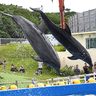 「ハイム」元気にデビュー　美ら海水族館　人工授精の子イルカ　沖縄