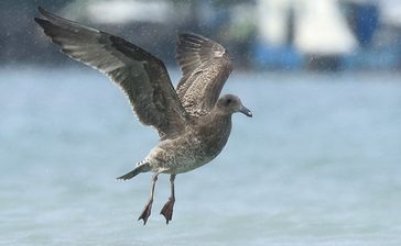 なぜ？　沖縄本島中部にアメリカオオセグロカモメ　北米生息の鳥、国内で初確認