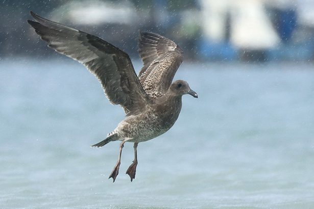 なぜ？　沖縄本島中部にアメリカオオセグロカモメ　北米生息の鳥、国内で初確認