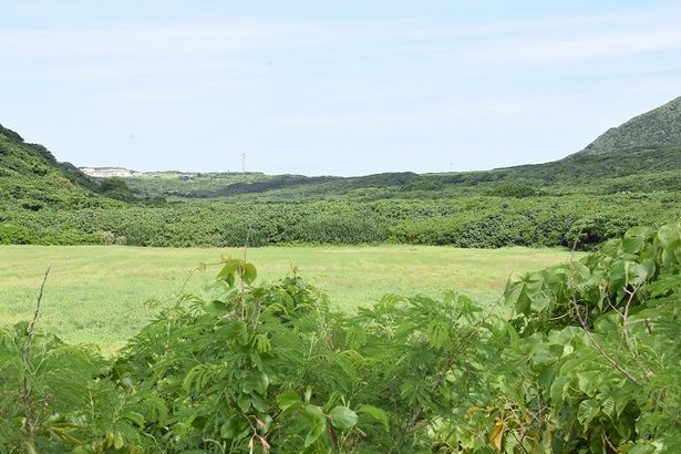 与那国の樽舞湿原「調査・保全を」　昆虫学者ら有志、港湾計画巡り県議会に陳情　沖縄