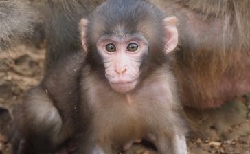 ぼくの名前をつけて　ヤクシマザル「ちひろ」の赤ちゃん　沖縄こどもの国　応募は16日まで