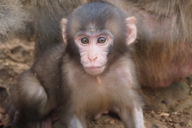 ぼくの名前をつけて　ヤクシマザル「ちひろ」の赤ちゃん　沖縄こどもの国　応募は16日まで