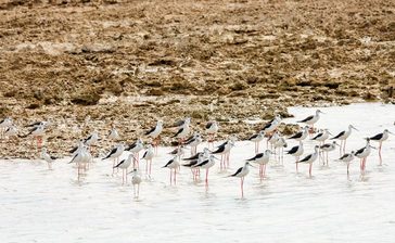 「初めてかも」水辺に貴婦人がズラリ　ピンク色の長い脚で魅了　セイタカシギ　久米島・沖縄