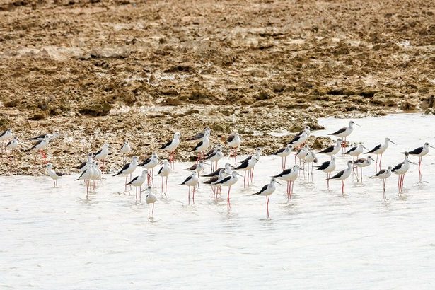 「初めてかも」水辺に貴婦人がズラリ　ピンク色の長い脚で魅了　セイタカシギ　久米島・沖縄