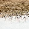 「初めてかも」水辺に貴婦人がズラリ　ピンク色の長い脚で魅了　セイタカシギ　久米島・沖縄