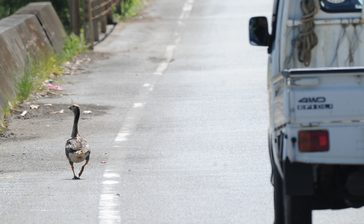 天然記念物の渡り鳥「ヒシクイ」飛べない？ケガ？　ゆっくり国道を歩く姿も　専門家「通行注意を」　沖縄・名護　　