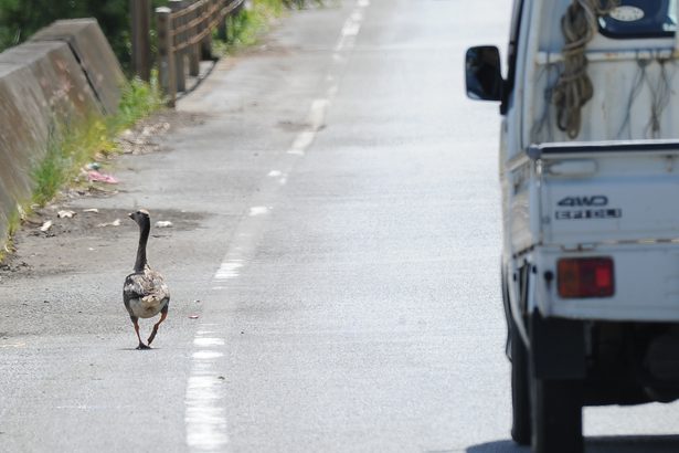 天然記念物の渡り鳥「ヒシクイ」飛べない？ケガ？　ゆっくり国道を歩く姿も　専門家「通行注意を」　沖縄・名護　　