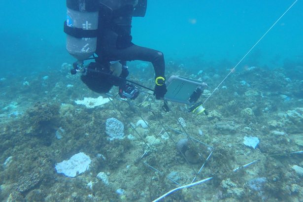 沖縄県、大浦湾側で潜水調査　サンゴ移植先　今月中に結果