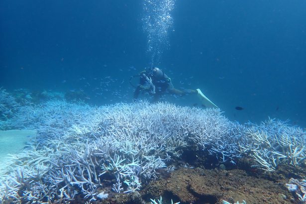 大浦湾サンゴ83％白化　日本自然保護協調査　辺野古沖66％　高水温で過去最悪恐れ　沖縄