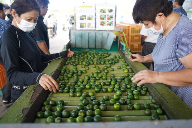 【動画】さわやか旬の香り　本部産シークヮーサー初搾り　ジュースなど加工原料に　沖縄