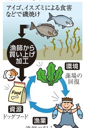 食害魚を犬用フードに　長崎・五島市　“厄介者”で磯焼け対策