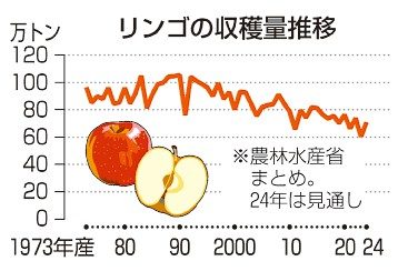 リンゴ収穫１０万トン増に　２４年産、過去最低から一転